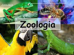 Zoologia 